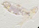 Multiple Knightia Fossil Fish Plate - x #42455-2
